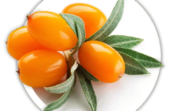 Як правильно називається плід обліпихи: в статті