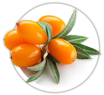 Як правильно називається плід обліпихи: в статті Як правильно називається плід обліпихи: в статті