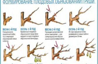 Ефективні методи обробки груші: чим можна захистити ваш сад