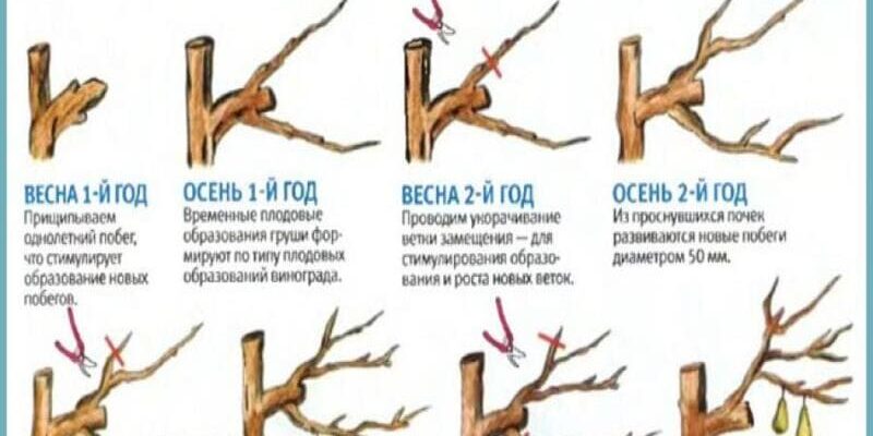 Ефективні методи обробки груші: чим можна захистити ваш сад