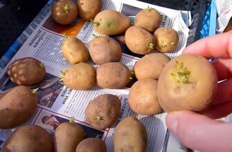 Чи варто обривати паростки картоплі: поради для оптимального врожаю