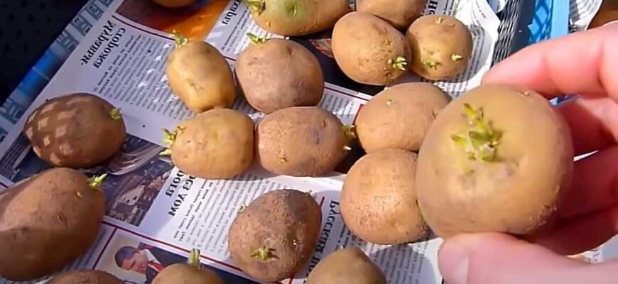 Обривання паростків у насіннєвої картоплі: користь чи шкода?