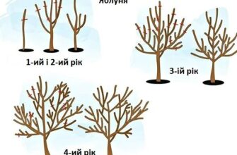 Як ефективно та безпечно обрізати товсті гілки на яблуні: поради експертів