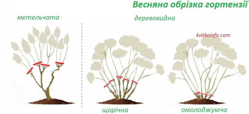 Як і коли правильно обрізати гортензію: поради для садівників