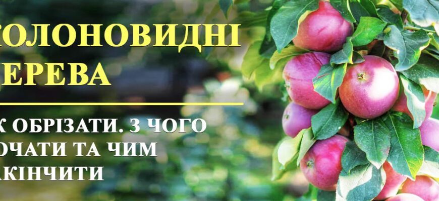 Чи варто обрізати Колоноподібні дерева під час висадки: поради експертів