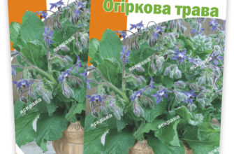 Що приготувати та як використовувати огіркову траву: корисні поради