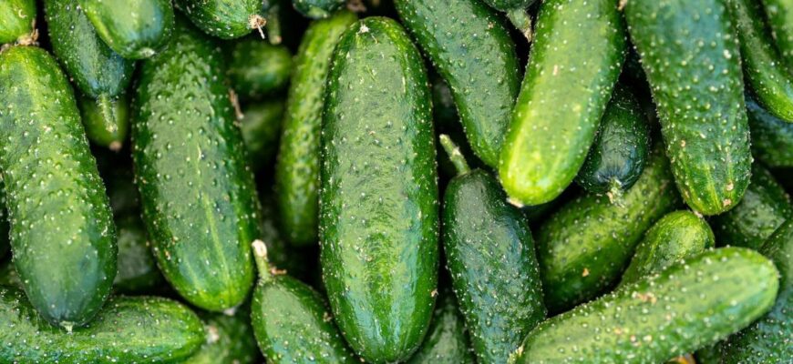 Коли сіяти огірки в травні 2024: поради місячного календаря