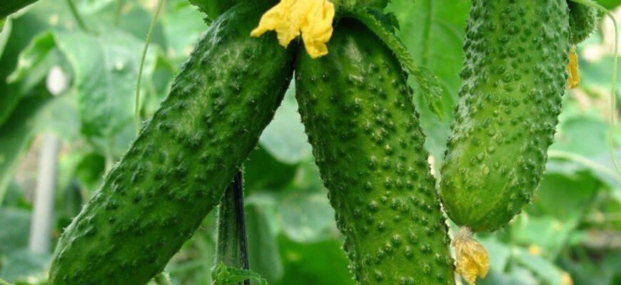 Яка група рослин у огірка: Визначення та класифікація огірків