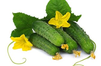 Гібридні огірки: що це таке і чому варто їх вирощувати?