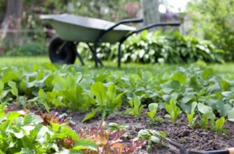 Що не можна посипати золою: головні заборони та поради садівникам