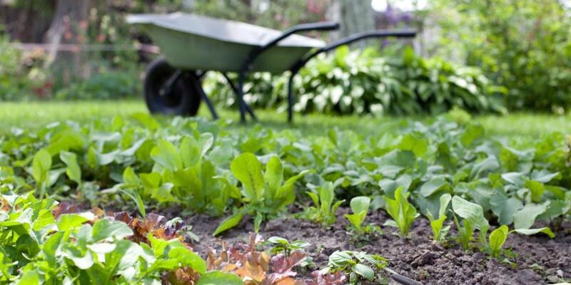Що не можна посипати золою: головні заборони та поради садівникам
