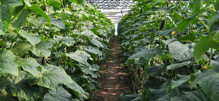 Оптимальна температура для вирощування огірків в теплиці: скільки градусів?