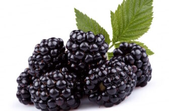 До якої мінімальної температури витримує ожина: корисні поради садівникам