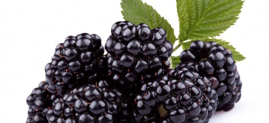 До якої мінімальної температури витримує ожина: корисні поради садівникам