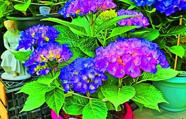 Як часто та правильно поливати гортензію сульфатом алюмінію: поради садівникам