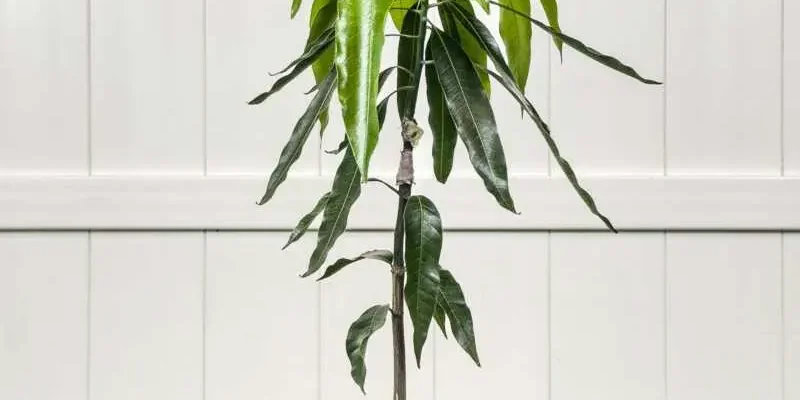 Як швидко росте мангове дерево: етапи розвитку та поради догляду