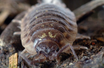 Раціон мокриці звичайної: чим живеться цихлинка в природі?