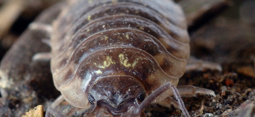 Раціон мокриці звичайної: чим живеться цихлинка в природі?