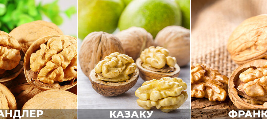 Де найкраще росте волоський горіх: оптимальні умови для зростання