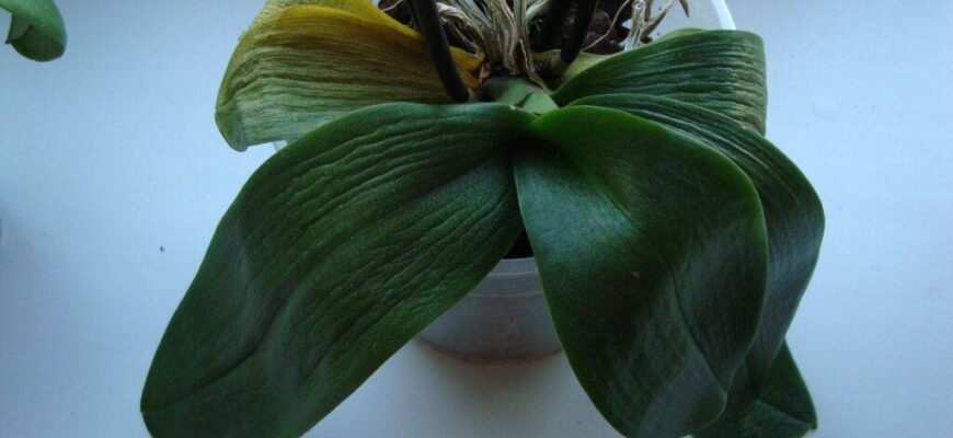 Що робити, якщо в орхідеї в’яне нижнє листя: поради та рекомендації