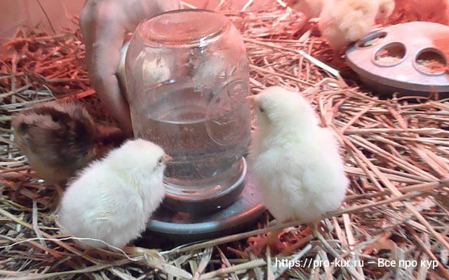 У якому віці курчатам безпечно почати давати сиру воду: поради та рекомендації