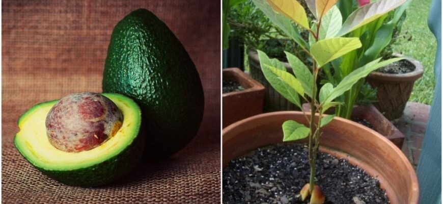 Чи варто змінювати воду під час вирощування авокадо з кісточки?