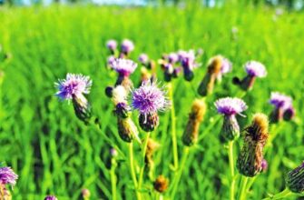 Ефективні способи розмноження осоту: вегетативний і насіннєвий методи