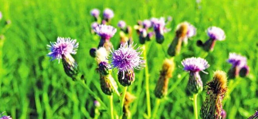 Ефективні способи розмноження осоту: вегетативний і насіннєвий методи