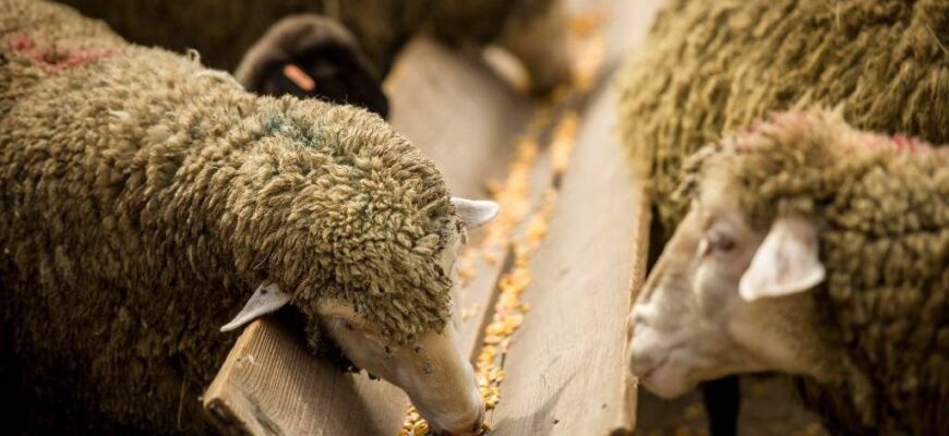 Оптимальне харчування для швидкого росту баранів: раціон та поради