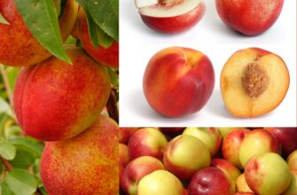 Найкращий спосіб описати нектарин: поради для ефективного тексту