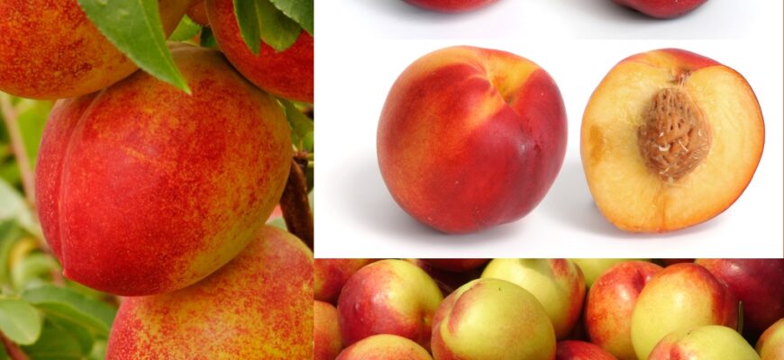 Найкращий спосіб описати нектарин: поради для ефективного тексту