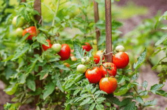Чи можна висаджувати різні сорти помідорів поруч: поради та рекомендації