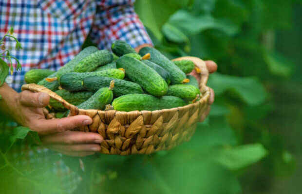 Ефективні засоби для обробки огірків у вересні: поради та рекомендації