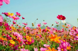 Літня палітра кольорів: тренди та ідеї для яскравого сезону 2023