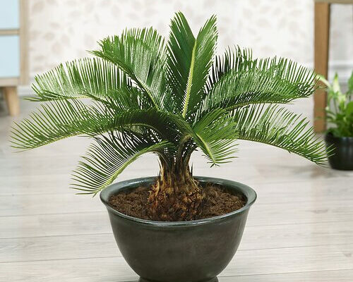 Види пальм: Які існують різновиди пальм для вашого дому і саду