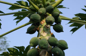 Термін дозрівання папайї: скільки часу потрібно фрукту для достигання