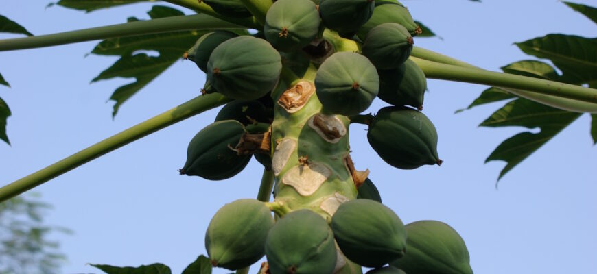 Термін дозрівання папайї: скільки часу потрібно фрукту для достигання