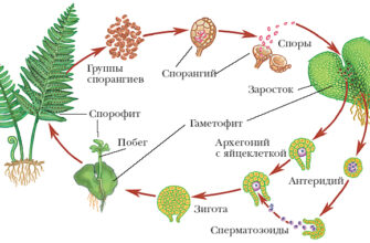 Що таке гаметофіт папороті: будова, функції та значення в природі