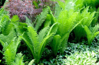 Чому зникає папороть у вашому саду: основні причини та вирішення проблеми