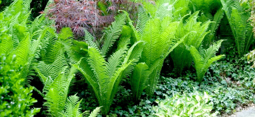 Чому зникає папороть у вашому саду: основні причини та вирішення проблеми
