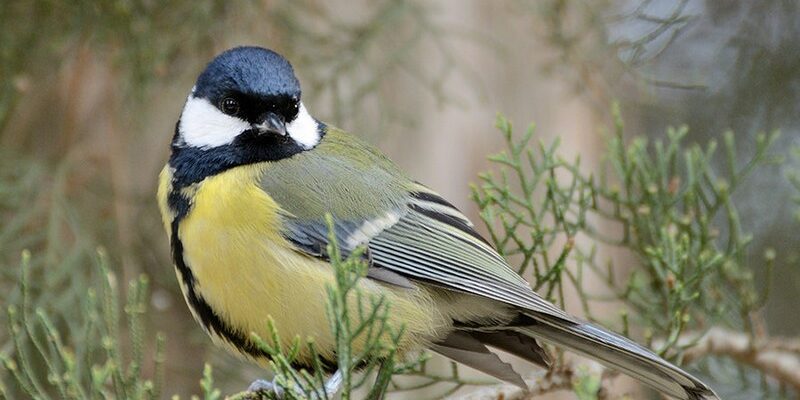 Як звучить синиця велика: розпізнання співу птаха для любителів природи