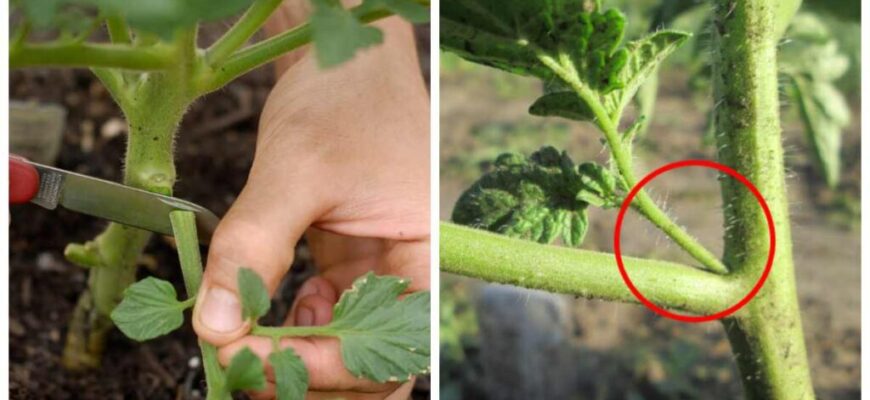 Ефективні методи обривання пасинків у помідорів: покрокова інструкція Ефективні методи обривання пасинків у помідорів: покрокова інструкція