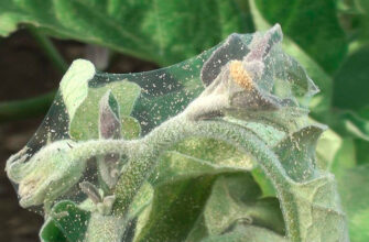 Які основні шкідники загрожують корінню огірків: повний огляд