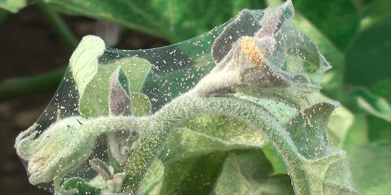 Які основні шкідники загрожують корінню огірків: повний огляд