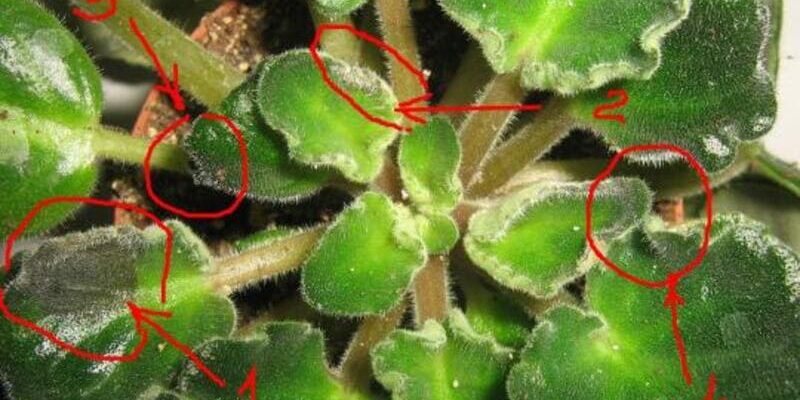 Чому скручується листя у фіалок: основні причини та рішення проблеми