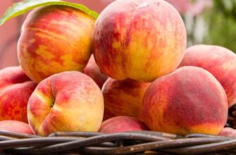 Чи можна їсти персики при цукровому діабеті: поради та застереження