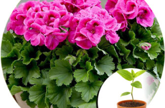 Можливість висаджування різних сортів пеларгонії в один горщик