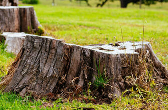 Ефективні засоби для обробки пня: зупиніть небажаний ріст назавжди