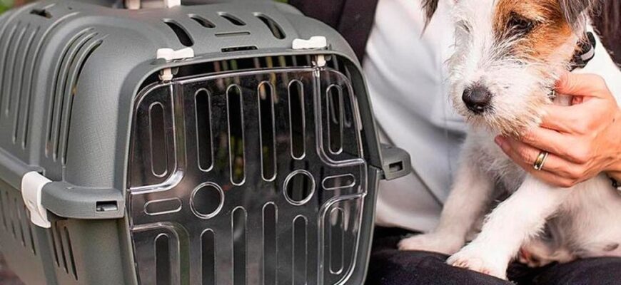 Як обрати зручну і безпечну переноску для вашого улюбленця: поради