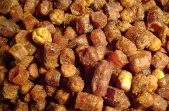 Лікувальні властивості бджолиної перги: перелік хвороб та поради